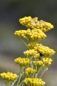 Kocanka Włoska, Helichrysum Italicum Kocanka Włoska, Helichrysum Italicum