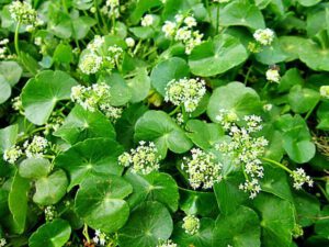 GOTU KOLA CENTELLA ASIÁTICA