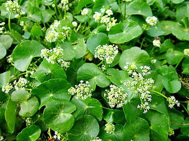 CENTELLA ASIÁTICA CENTELLA ASIÁTICA